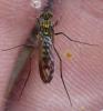 Liancalus virens
